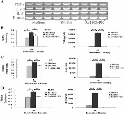 Fig. 8. The recombinant Rv1808 protein specifically up-reguated TNF-α, IL6 and IL10 in macrophages. Semi-quantitative RT-PCR analysis of cytokines mRNA in total RNA extracted from PMA-differentiated U937 macrophages incubated with Rv1808(5 mg/ml) and Rv1808 (5 mg/ml) treated with proteinease K. The mRNA level was normalized to β-actin mRNA. The levels of TNF-α, IL-6, and IL-10 were analyzed by EIA. Results are mean± SD of three different experiments. *, p<0.05, ***, p<0.001.