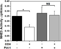 Fig. 5. Cdc42 is necessary for carbachol-inhibition of NHE3 activity. NHE3 activity was measured in Caco-2/BBe/3HA-NHE3 exposed to either vehicle (CTL = black bar) or 10µM carbachol (CCH) in the presence or absence of the Cdc42 specific inhibitor, Pirl-1 (20µM; pretreated for 30min. NHE3 activity was determined in the presence of 50 µM HOE-694 (concentration sufficient to inhibit all other NHE isoforms). CCH treatment resulted in a significant decrease of NHE3 activity in Caco-2/BBe/3HA-NHE3 cells. In contrast, inhibition of NHE3 activity by CCH was completely abolished in Caco-2/BBe/3HA-NHE3 cells exposed to Pirl-1. Exposure of cells to Pirl-1 did not alter basal NHE3 activity in Caco-2/BBe cells. n ≥ 3 for each condition. Rate of NHE3 activity (∆pH/min) expressed as mean ± S.E. *p<0.05 compared to untreated controls. NS = Not significant.