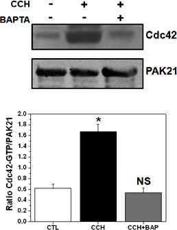 Fig. 8. Carbachol activation of Cdc42 is calcium dependent. Caco-2/BBe cells were pretreated with vehicle (CTL) or 35µM BAPTA-AM (BAP) for 30 minutes prior to treatment with carbachol (CCH) for 5 min. Cells lysates from each condition were obtained and the amount of GTP-bound Cdc42 was quantified by Western blot analysis. CCH treatment increased the amount of GTP-bound Cdc42 compared to controls, an effect that was prevented by BAPTA-AM pretreatment. Blots are representative of results obtained from three independent experiments. Cdc42 protein levels normalized to PAK21 expressed as mean ± S.E. *p<0.05 compared to controls.