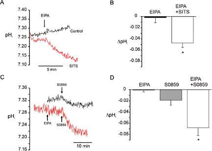 Fig. 1. Regulation of basal pHi in neutrophils by Na+/H+ exchanger and Na+/HCO3- cotransport. Panel A: Representative experiment of pHi changes after blockade of NHE1 with 2.5 μM EIPA (arrow) in a bicarbonate-buffered solution. Intracellular pH did not decrease unless the transport of bicarbonate was previously blocked by SITS (grey trace). Panel B: mean and SEM of the rate of pHi change after EIPA without pretreatment (black bar, control, n=4) or pre-incubated with SITS (hollow bar, n=4). Panel C: Representative experiments of pHi changes after blockade of NBC with 30 μM S0859 in the absence (upper trace) or presence of EIPA (lower trace). pHi decreased significantly with S0859 (second arrow, lower trace) only when the cells were previously treated with EIPA (first arrow, lower trace). Panel D: mean and SEM of pHi change after EIPA (black bar, n=5), S0859 without pretreatment of EIPA (grey bar, n=4) or pre-incubated with EIPA (hollow bar, n=5). The asterisks indicate a significant decrease of pHi (p<0.05).
