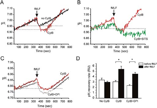 Fig. 3. EIPA-resistant recovery of pHi from an acid load of stimulated-neutrophils in bicarbonate-buffered solutions. The arrow indicates the addition of fMLF. 2.5 μM EIPA was applied throughout the experiment. Panel A: comparison of non-primed or CytB-primed neutrophils. Note the change in the slope of the regression line obtained at the same initial pH before and after fMLF (dotted horizontal lines). Panel B: comparison of CytB-primed neutrophils without SITS or blocked with SITS, as explained in materials and methods (displaced to correct color artifact). Panel C: comparison of CytB-primed neutrophils with cells with cells treated with DPI. Panel D: mean and SEM of the rates of recovery of pHi before (hollow bars) and after fMLF (black bars) measured from the same initial pHi (n=5, 5 and 4 for No CytB, CytB and CytB plus DPI, respectively). pHi recovery rate was expressed in rate units (RU), which represent pH units.sec-4. Asterisks indicate a potentiation of the EIPA-insensitive pHi recovery by fMLF (p<0.05, paired t test).