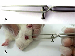 Fig. 1. Photographs of the use of cross-action forceps on an anesthetized rat. A: A screw was installed 1.5 mm distal to the cross part and the space between the pincers could be adjusted with this screw. B: Cross-action forceps were placed at the nasal and temporal globe approximately 1 mm behind the limbus of the eye.
