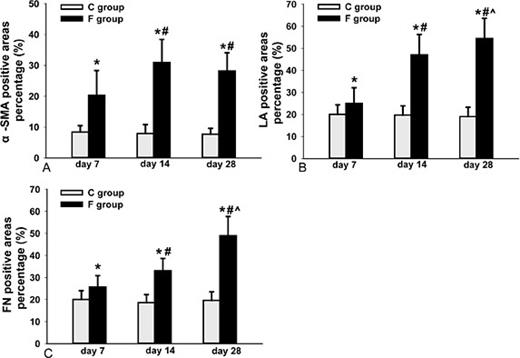 Fig. 6. Percentages of α-SMA- (A), LA- (B) and FN- (C) positive areas in the TM. There were no significant differences among the control groups, The percentage of positive area significantly increased with time, except for the α-SMA-stained areas between day 14 and day 28 (* indicates p<0.05 vs. control; # indicates p<0.05 vs. day 7; ^ indicates p<0.05 vs. day 14).
