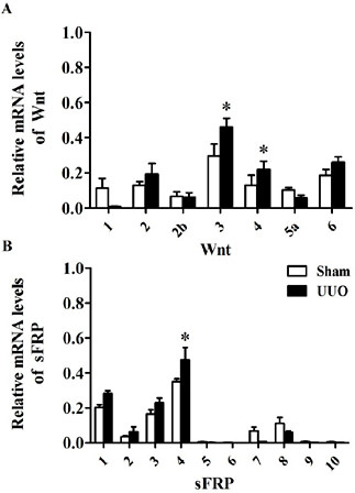 Fig. 1. Wnt and sFRP gene expression detected by FQ-PCR: A and B. Relative mRNA levels of different subtypes of Wnt and sFRP gene expression in sham and UUO group. Each column represents the mean ± SEM obtained from 10 to 12 samples. *P<0.05, compared with the sham group.