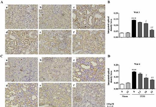 Fig. 3. Effects of AS-IV on Wnt3 and Wnt4 expression in UUO model rats: A and C. Representative photomicrographs of Wnt3 and Wnt4 immunohistochemistry on kidney sections from the sham (a), sham group with AS-IV 33 mg/kg (b), UUO (c), UUO group with AS-IV 3.3, 10, and 33 mg/kg (d―f) groups. B and D. Average integrated optical density (integrated optical density/area) analysis of Wnt3 and Wnt4 expression from sections similar to those shown in A and C. Each column represents the mean ± SEM obtained from 12 to 15 samples. *P< 0.05, compared with the sham group; #P<0.05, ##P<0.01, compared with the UUO group. Magnification: × 200.