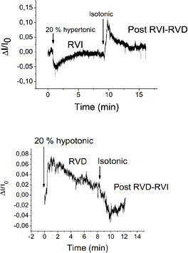 Regulatory Volume Increase and Regulatory Volume Decrease Responses in ...