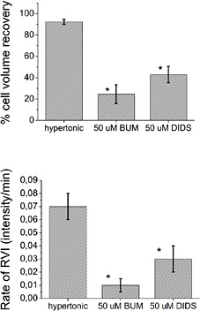Regulatory Volume Increase and Regulatory Volume Decrease Responses in ...