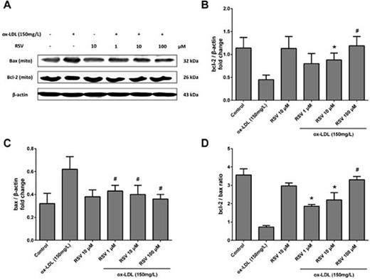 Fig. 4. The effect of RSV on ox-LDL-induced expression of Bax and Bcl-2 in RAW264.7 cells. (A) Representative western blots show ox-LDL-induced expression of Bax and Bcl-2 in RAW264.7 cells with and without pre-treatment with RSV. (B) Densitometric analysis shows that treatment with ox-LDL decreased the expression of Bcl-2, but RSV significantly restored Bcl-2 expression. (C) Densitometric analysis of RSV's effect on Bax expression. Treatment with ox-LDL at 150·mg· L-1 significantly increased Bax expression. (D) Densitometric analysis shows that treatment with ox-LDL reduced the Bcl-2/Bax ratio, and that this effect could be inhibited by RSV pre-treatment. Values are expressed as means ± SD from triplicate experiments. R: resveratrol (RSV); ox-LDL: oxidised low-density lipoprotein. * P < 0.05 indicates significant differences from the ox-LDL 150·mg· L-1 group. # P < 0.01 indicates significant differences from the ox-LDL 150 mg·L-1 group.