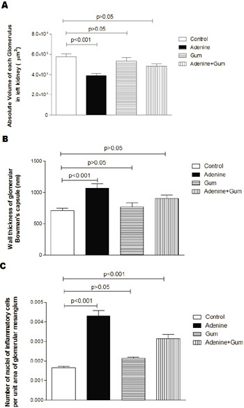 Fig. 4. Absolute volumes (in µm3) of kidneys (A), and of left Kidney components (B &C) in control rats and rats treated for 4 weeks with adenine (0.75% w/w in the feed), gum acacia (GA, 15% w/v in drinking water) or adenine + GA simultaneously). Each column and vertical bar represent mean ± SEM (n=6). P <0.05 was considered significant.