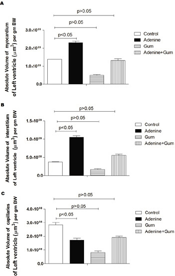Fig. 5. Absolute volumes (in µm3) of left ventricle (A) and its components: muscle, (A) interstitium (B) capillaries (C) in control rats and rats treated for 4 weeks with adenine (0.75% w/w in the feed), gum acacia (GA, 15% w/v in drinking water) or adenine + GA simultaneously). Each column and vertical bar represent mean ± SEM (n=6). P <0.05 was considered significant.