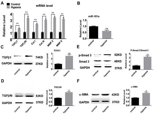 Fig. 2. Hypoxia induces fibrosis but decreases the expression of miR-101a in CFs. (A-B) Hypoxia increased the mRNA levels of TGFβ1, TGFβRI, Col I/III and MMP 2/9 but suppressed miR-101a in CFs. (C-F) Hypoxia up-regulated the protein expression levels of TGFβ1, TGFβRI, phosphorylated drosophila mothers against decapentaplegic protein 3 (p-Smad 3) and α-SMA. Data are shown as mean ± SEM; n=3 to 5. *P<0.05, **P<0.01 vs. control (no treatment).