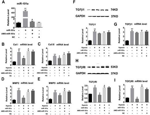 Fig. 3. The anti-fibrotic effects of miR-101a on CFs. (A) miR-101a levels increased significantly when CFs were transfected with miR-101a. Data are shown as mean ± SEM; n=3 to 5. *P<0.05, **P<0.01 vs. control (no treatment); #P<0.05 vs. miR-101a. (B-E) Delivery of miR-101a inhibited the mRNA expression of Col I/ III and MMP 2/9 in CFs. (F-G) Delivery of miR-101a had no effect on TGFβ1 in CFs. (H-I) Delivery of miR-101a decreased protein and mRNA levels of TGFβRI in CFs. Data are shown as mean ± SEM; n =3 to 5. *P<0.05, **P<0.01 vs. control (no treatment); #P<0.05 vs. hypoxia; +P<0.05 vs. hypoxia+miR-101a. miR-101a: miR-101a mimics; AMO-miR-101a: miR-101a inhibitor; NC: negative control.