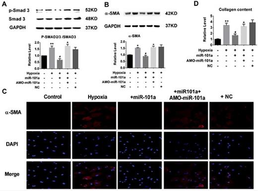 Fig. 4. Delivery of miR-101a inhibits CF differentiation and reduces CF collagen content. (A) Delivery of miR-101a inhibited the expression of p-Smad 3 but not Smad 3. (B) Delivery of miR-101a effectively inhibited the expression of α-SMA in CFs. (C) Fluorescence-labeled α-SMA protein was visualized by fluorescence confocal microscopy to detect CF differentiation (bars: 50 µm). (D) Delivery of miR-101a reduced the collagen content of CFs. Data are shown as mean ± SEM; n =3 to 5. *P<0.05, **P<0.01 vs. control (no treatment); #P<0.05 vs. hypoxia; +P<0.05 vs. hypoxia+miR-101a. miR-101a: miR-101a mimics; AMO-miR-101a: miR-101a inhibitor; NC: negative control.