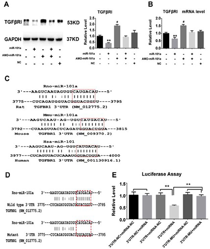 Fig. 5. Experimental establishment of TG-FβRI as a target of miR-101a. (A-B) Delivery of miR-101a significantly decreased the protein and mRNA expression of TGFβRI in CFs. Data are shown as mean ± SEM; n = 3 to 5.*P<0.05, **P<0.01 vs. control (no treatment); #P<0.05 vs. miR-101a. miR-101a: miR-101a mimics; AMO-miR-101a: miR-101a inhibitor; NC: negative control. (C) The sequences illustrating the binding sites of miR-101a: mRNA is complementary between miR-101a and TGFβRI for rat, mouse and human genes, respectively. The matched base pairs are marked with dashed red rectangles. (D-E) Analysis of luciferase activity in HEK293T cells transfected with plasmids containing miR-101a or the TGFβRI 3' untranslated region (3' UTR) sequences. Data are shown as mean ± SEM; n = 6. *P<0.05, **P<0.01. 3' UTR -NC: plasmid with an empty vector; 3' UTR: plasmid with the TGFβRl 3' UTR; 3' UTR -MU: plasmid with mutation of the TGFβRI 3' UTR; miRNA: plasmid with miR-101a; miRNA-NC: plasmid with miR-101a negative control.