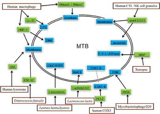 Fig. 1. The targets of anti-mycobacterial peptides.