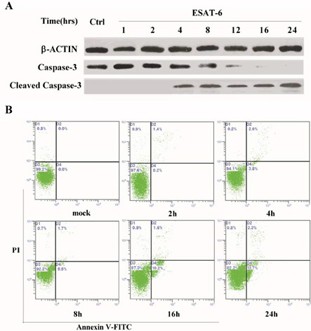 Fig. 1. ESAT-6 induces apoptosis in a time-dependent manner. (A) Macrophages were stimulated with 5 μg/ml ESAT-6 for various times, and the protein expression of caspase-3 in macrophages was assayed by western blotting. A representative blot of three experiments is shown. (B) Flow cytometric analysis of apoptosis of RAW264.7 cells treated with 5 μg/ml ESAT-6. The flow cytometry plot shown is a representative of three experiments.