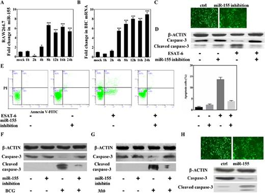 Fig. 2. Induced miR-155 expression is required for ESAT-6-mediated apoptosis in macrophages. The time courses of ESAT-6-induced miR-155 (A) and BIC transcript levels (B) as quantitated by qPCR. Total RNAs were harvested at different time points after ESAT-6 treatment, and mRNA transcripts were determined by qPCR. MiR-155 was evaluated with the TaqMan microRNA assay kit using specific qRT primer sets, following the manufacturer's instructions. U6 snRNA was used for normalization. BIC gene expression was normalized to the internal control, β-actin. All values are expressed as means ± SEM. Each experiment was performed in triplicate. ‘*' and ‘***' denote significant differences (p < 0.05 and p < 0.001, respectively) as compared with the mock group. (C) RAW264.7 cells were transduced with lentiviral vectors expressing a scrambled control or miR-155 sponge with an MOI of approximately twenty. (D) The protein expression of caspase-3 was assayed by western blotting after the macrophages were treated with miR-155 inhibitor or controls. Macrophages were treated with 5 μg/ml ESAT-6 or control for 24 h, and caspase-3 protein levels were analyzed by western blots. (E) Flow cytometric analysis of apoptosis in RAW264.7 cells treated with ESAT-6 or control for 24 h. The flow cytometry plot shown is a representative of three experiments. Data are expressed as means ± SEM, n = 3. (F) The effect of miR-155 sponge on apoptosis during BCG infection. (G) The effect of miR-155 sponge on apoptosis during Mtb infection. The expression of caspase-3 was assayed in RAW264.7 cells under different treatments as indicated. (H) The effect of lentivirus-mediated miR-155 overexpression on the expression of caspase-3 in macrophages. RAW264.7 cells were transduced with lentiviral vectors expressing a scrambled control or miR-155 overexpression with MOIs of approximately 20 and 50, respectively. The expression of caspase-3 was assayed by western blot. A representative blot of three experiments is shown.