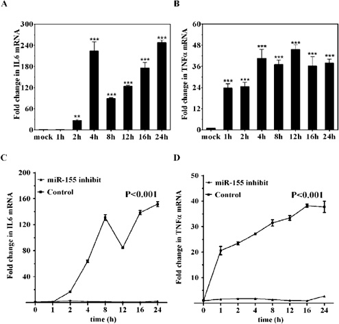 Fig. 4. ESAT-6 enhances IL-6 and TNF-α levels in macrophages. The time course of ESAT-6-induced IL-6 (A) and TNF-α (B) expression in macrophages as quantitated by qPCR. ‘**' and ‘***' denote significant differences (p < 0.01 and p < 0.001, respectively) as compared with the mock group. The time course of ESAT-6-induced IL-6 (C) and TNF-α (D) expression after treatment with the miR-155 inhibitor or control. All values are expressed as means ± SEM (n = 3).
