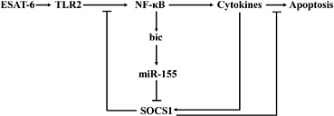 Fig. 7. Proposed mechanism of action by which ESAT-6/TLR2 signaling induces miR-155. The signaling network may be involved in the suppression of the negative feedback inhibition of TLR2-mediated protective immune response and induction of macrophage apoptosis against mycobacterial infections.