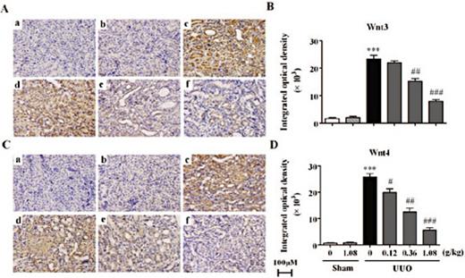 Fig. 3. Influence of HuangQi decoction on Wnt3,4 expression in UUO mice model. A,C. Immunohistochemical tests for Wnt3,4 expression; B, D. Statistical analysis of A, C, *** P < 0.001, compared with the Sham group; # P <0.05, ## P<0.01, ### P<0.001, compared with the UUO group. n=12-15.