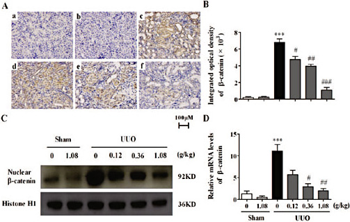 Fig. 4. Influence of HuangQi decoction on nuclear β-catenin expression in UUO mice models. A. Immunohistochemical tests for nuclear β-catenin; B. Statistical analysis of A, ***p< 0.001, compared with the Sham group; # P<0.05, ## P<0.01, ### P<0.001, compared with the UUO group. n=12-15; C. Western blot for nuclear β-catenin; n=3-5. D. RT-PCR nuclear β-catenin mRNA, n=3-5.