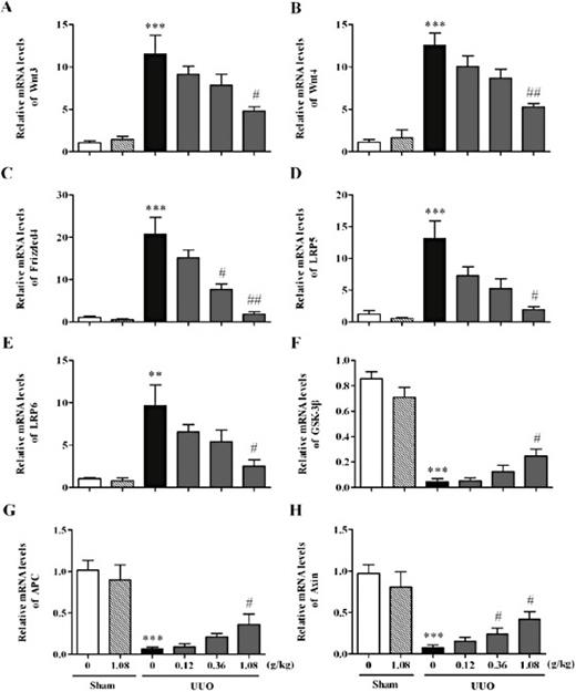 Fig. 5. mRNA levels of cytomembrane, cytoplasmic key proteins in UUO mice models. A-H. PCR results of Wnt3,4, Frizzled4, LRP 5,6, GSK-3β, Axin, APC, *** P < 0.001, compared with the sham group; # P<0.05, ## P<0.01, ### P<0.001, compared with the UUO group, n=3-5.