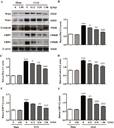 Fig. 6. Influence of HuangQi decoction on expression of Wnt/β-catenin cytomembrane protein in UUO mice models. A. Effects of HuangQi decoction on expressions of Wnt3,4, Frizzled4, LRP5,6; B-F. Statistical analysis of A. *** P < 0.001, compared with the sham group; # P<0.05, ## P<0.01, ### P<0.001, compared with the UUO group. n=3-5.