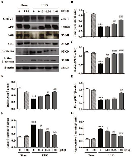 Fig. 7. Influence of HuangQi decoction on expression of Wnt/β-catenin cytoplasmic protein in UUO mice models. A. Expressions of GSK-3β, Axin, APC, CK1, β-catenin, Active β-catenin; B-G. Statistical analysis of A. *** P < 0.001, compared with the Sham group; # P<0.05, ## P<0.01, ### P<0.001, compared with the UUO group. n=3-5.