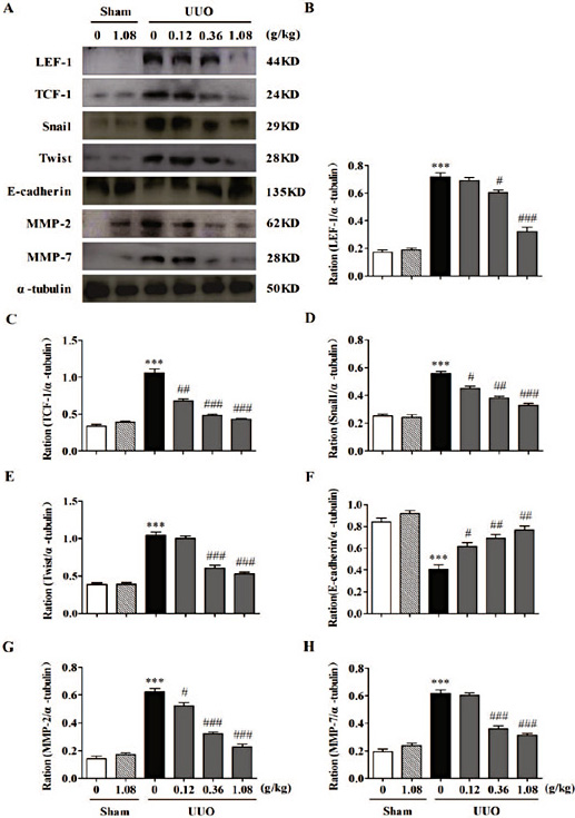 Fig. 8. Influence of HuangQi decoction on expression of Wnt/β-catenin nucleus protein in UUO mice models. A. Expressions of LEF-1, TCF-1, Snail, E-cadherin, Twist, MMP2,7; B-H. Statistical analysis of A. *** P< 0.001, compared with the Sham group; # P<0.05, ## P<0.01, ### P<0.001, compared with the UUO group. n=3-5.