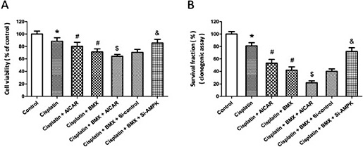 Fig. 7. Involvement of AMPK in BMX-induced increase of cisplatin sensitivity. A549 cells were treated with 10 µM cisplatin in the presence or absence of 1 µM BMX, AMPK activator AICAR or transfection with AMPK siRNA (Si-AMPK) or control siRNA (Si-control). The cell viability was measured by MTT assay (A), and the mean clonogenic survival of cells were assayed at 14 d later (B). The data was re<resented as means ± SEM from five experiments. *p < 0.05 vs. control. #p < 0.05 vs. cisplatin. $p < 0.05 vs. cisplatin + BMX. &p < 0.05. vs. Si-control.