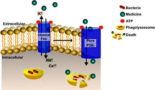 Fig. 1. The P2X7R property to open a membrane pore could be used to increase the delivery of hydrophilic or amphipathic antibiotics to the cellular cytoplasm, such as isoniazid (MW: 137.14 Da), rifampicin (MW: 822.94 Da), ethambutol (MW: 277.2 Da) and ethionamide (MW: 166.2 Da).