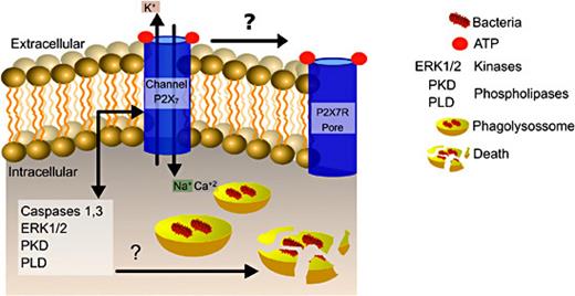 Fig. 2. The P2X7R activation stimulates signaling pathways which lead to the death of the intracellular mycobacteria.
