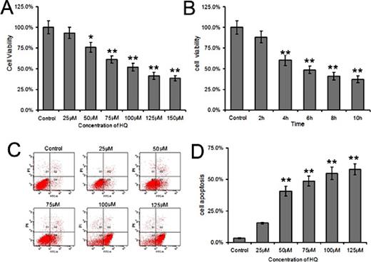 Fig. 1. Cytotoxicity of HQ in BMSCs. (A) BMSCs were exposed to HQ (25, 50, 75, 100, 125, and 150 μM) for 24 h or (B) 125 μM HQ for 2, 4, 6, 8, and 10 h and cell viability was assessed using the MTT assay. (C and D) BMSCs were exposed to HQ (25, 50, 75, 100, and 125 μM) for 24 h and apoptosis was determined by Annexin V-FITC/PI flow cytometry. All assays were repeated three times. Results are shown as the mean ± SD of three independent experiments (* P<0.05, ** p<0.01).