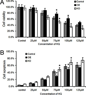 Fig. 3. Effect of MDR1 overexpression or knockdown on BMSC viability in response to HQ. (A and B) BMSCs were transfected with vectors overexpressing(OE) or silencing MDR1(KO) and cell viability (A) and apoptosis (B) were assessed in response to treatment with different doses of HQ (25 - 125 μM) for 24 h(*P<0.05).