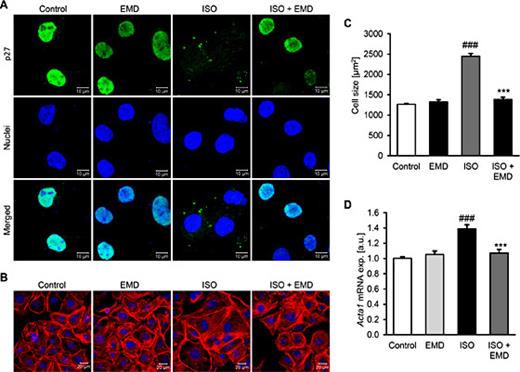 Fig. 4. Effect of SGK1 inhibition on isoproterenol-induced cytoplasmic p27 mislocalization and hypertrophic response of HL-1 cardiomyocytes. Confocal microscopy images showing p27 protein expression and localization (A, scale bar: 10µm) and the actin cytoskeleton (B, scale bar: 20 µm, detected using Rhodamine Phalloidin) in HL-1 cardiomyocytes following treatment for 24 hours with control, with 50 µM SGK1 inhibitor EMD638683 alone (EMD), with 1 µM isoproterenol alone (ISO) or with 1 µM isoproterenol and 50 µM EMD638683 (ISO+EMD). P27 expression is represented by green labeling, nuclei are labeled in blue and actin is labeled in red. Images are representative for four independent experiments. Arithmetic means ± SEM of HL-1 cardiomyocyte cell size (C, n=4; µm2) and Acta1 relative mRNA expression (D, n=12; arbitrary units, a.u.) in HL-1 cardiomyocytes following treatment for 24 hours with control, with 50 µM EMD638683 alone (EMD), with 1 µM isoproterenol alone (ISO) or with 1 µM isoproterenol and 50 µM EMD638683 (ISO+EMD). ### (p<0.001) statistically significant vs. control treated HL-1 cardiomyocytes; ***(p<0.001) statistically significant vs. ISO treated HL-1 cardiomyocytes.