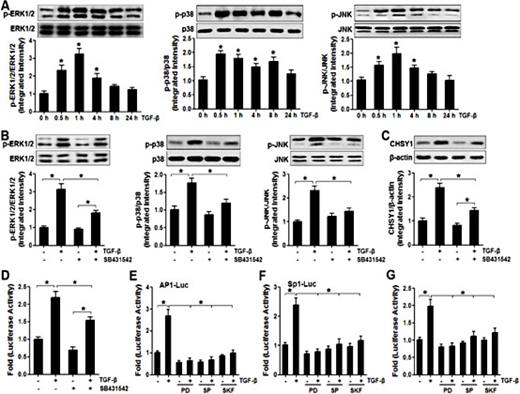Fig. 5. MAPK pathway is required for TGF-β-induced AP1 and Sp1 activation in NP cells. (A) Western blot analysis of ERK1/2, p38 and JNK activation, following the treatment of nucleus pulposus cells with TGF-β for the indicated times. Values are mean ± SD; n = 3. *P < 0.05 vs. control. (B) Western blot analysis of MAPKs following NP cells were treated with TGF-β with or without SB431542 (10 µM) for 1 h. Values are mean ± SD; n = 3. *P < 0.05 vs. control. (C) CHSY1 expression measured following NP cells were treated with TGF-β with or without SB431542 (10 µM) for 24 h. Values are mean ± SD; n = 3. *P < 0.05. (D) CHSY1 reporter activities measured following NP cells were treated with TGF-β with or without SB431542 (10 M) for 24 h. Values are mean ± SD; n = 3. *P < 0.05. Nucleus pulposus cells were transfected with AP1, Sp1, or CHSY1 reporter plasmid. Transfected cells were treated with TGF-β with or without MAPK inhibitors PD98059 (PD, 30 µM), SP600125 (SP, 30 µM), and SKF86002 (SKF, 20 µM) for 24 h, and luciferase activity was measured. Effect of the treatment with inhibitors on AP1 (E), Sp1 (F), and CHSY1 reporter activity (G) was analyzed. Values in (E-G) are mean ± SD; n = 3. *P < 0.05.