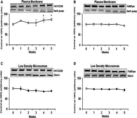 Fig. 2. Expression of FAT/CD36 (A and C) and FABPpm (B and D) in plasma membranes (PM) and low density microsomes (LDM) in myocardium after high fat feeding, respectively. The data are expressed as the mean ± SEM and are based on six independent determinations (n=6). Light grey dots are referred as PM and black dots as LDM in HFD groups (week 1, 2, 3, 4 and 5). White dots are referred as Control group. * P <0.05 significant difference: Control group vs. HFD groups.