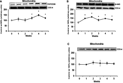 Fig. 3. Mitochondrial expression of FAT/CD36 (A), β-HAD (B) and COX-4 (C) in myocardium after high fat feeding. The data are expressed as the mean ± SEM and are based on six independent determinations (n=6). White dots are referred as Control group (week 0) and dark grey dots as HFD groups from each experimental week (1, 2, 3, 4 and 5). * P <0.05 significant difference: Control group vs. HFD groups.