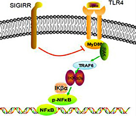 Fig. 1. SIGIRR inhibits the TLR/NF-κB signaling pathway. SIGIRR acts as a negative regulator of the TLR signaling pathway via its common TIR domain, substantially reducing LPS/TLR4-induced NF-κB activation and thereby down-regulating downstream signaling molecules and pro-inflammatory cytokines. Therefore, the TLR/NF-κB signaling pathway is restrained.