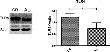 Fig. 3. Changes in TLR4 expression changes in TLR4. Western blotting shows high expression in the CR group compared with the AL group (compared with the AL group, * p<0.05, n=12 per group).