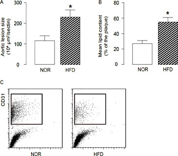 Fig. 1. HFD induces atherosclerosis in ApoE (-/-) mice. We used ApoE (-/-) mice treated with high-fat diet (HFD; simplified as HFD mice) for analyzing endothelial cell apoptosis. ApoE (-/-) mice that had received normal diet (NOR) were used as a control. (A-B) After a 12-week HFD treatment, analysis of H&E-stained histological sections of the aortic sinus showed a significant increase in aortic lesion size (A), and analysis of Oil-red-O-stained histological sections of the aortic sinus showed a significant increase in lipid content (B). (C) The aortas were dissociated and purified for endothelial cells based on CD31 labeling by flow cytometry. *p<0.05. N=5.
