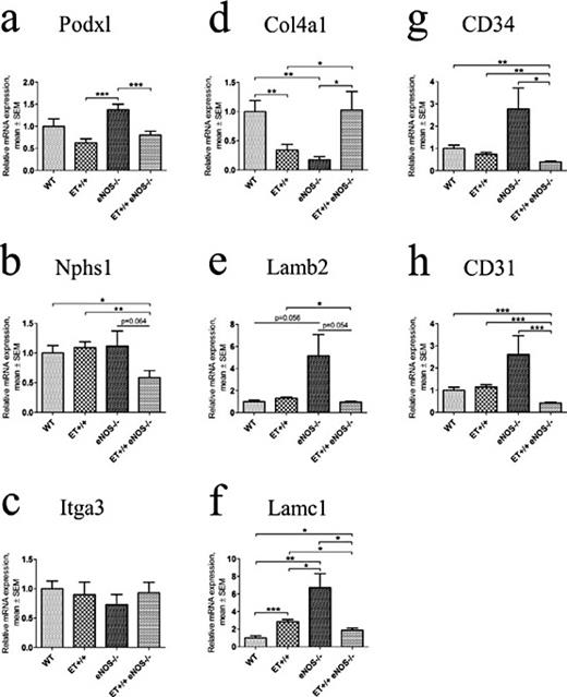Fig. 3. Relative expression of podocyte- (podocalyxin-like protein 1 (a), nephrin (b), integrin alpha 3 sub-unit (c)), glomerular basement membrane- (collagen IV alpha 1 (d), laminin beta 2 (e), laminin gamma 1 (f)) and endothelial cells- associated genes (cluster of differentiation 34 (g) and cluster of differentiation 31 (h)) in whole kidney. Values are given as mean ± SEM. * P < 0.05; ** P < 0.01; *** P < 0.001.