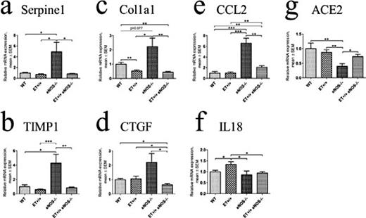 Fig. 4. Relative expression of genes involved in tissue remodeling processes in whole kidney. Serpine1 /plasminogen activator inhibitor-1 (a), tissue inhibitor of metalloproteinase 1 (TIMP-1) (b), collagen type I alpha 1 (c), connective tissue growth factor (d), chemokine (C-C motif) ligand 2 / monocyte chemoattractant protein-1 (e), interleukin 18 (f), angiotensin I-converting enzyme 2 (ACE2) (g). Values are given as mean ± SEM. * P < 0.05; ** P < 0.01; *** P < 0.001.
