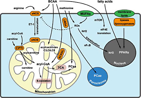 Fig. 9. Hypothesis: ET-1 overexpression on top of eNOS knockout may cause functional recovery of mitochondria in ET+/+eNOS-/- crossbred mice. ET-1 overexpression on top of eNOS knockout is associated with functional recovery of mitochondria (rescue effect in β-oxidation of fatty acids) and increase in antioxidative properties (normalization of monounsaturated fatty acids levels) possibly due to NFκB, Nrf2, and PPAR-alpha upregulation via ET-1 pathway. Pathways are discussed in the text with references therein. Key enzymes are given in orange rounded rectangles. Abbreviations: BCKDC - branched-chain alpho-keto acid dehydrogenase complex, PEMT - phosphatidyl ethanolamine methyltransferase, eNOS- endothelial nitric oxide synthase, CPTI - carnitine palmitoyltransferase I, PPARs- peroxisome proliferator activated receptor, PCae- phosphatidylcholine acylalkyl-chains, PCaa - phosphatidylcholine acylacyl-chains, TCA- tricarboxylic acid cycle, ET-1 - endothelin 1, Nrf2 - nuclear factor (erythroid-derived 2)-like 2, elF4E - eukaryotic translation initiation factor 4E, NFκB - nuclear factor kappa-light-chain-enhancer of activated B cells, mTOR - mammalian target of rapamycin, BCAA - branched chain amino acids, MUFAs - monounsaturated fatty acids, ROs - reactive oxygen species.