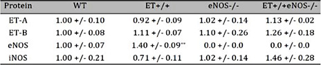 Renal Profile of Endothelin-1 and Nitric Oxide Synthase- Associated Proteins. Relative renal protein expression of endothelin receptor type A (ET-A), endothelin receptor type B (ET-B), endothelial nitric oxide synthase (eNOS) and inducible nitric oxide synthase (iNOS) in 9 months old mice. Values are given as mean ± SEM. ** P < 0.01 vs WT