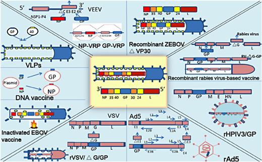Zaire ebolavirus adenovirus vector vaccine The Science Behind the Shot: How the Vaccine Works—and What’s Still Unknown