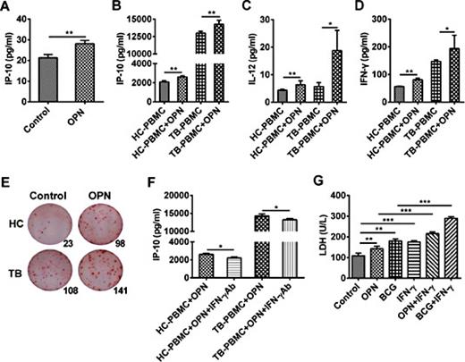 Fig. 7. OPN treatment enhances IP-10 production. (A) IP-10 level in culture supernatants of A549 cells following incubation with rOPN (1 μg/mL) for 24 h was detected by ELISA. Following incubation with rOPN (1 μg/mL) for 24 h, IP-10 (B), IL-12 (C) and IFN-γ (D) levels in culture supernatants of PBMCs from healthy controls or pulmonary TB patients were measured by ELISA. (E) ELISPOT analysis of IFN-γ secreting cells following rOPN stimulation of PBMCs from patients with pulmonary TB disease and healthy controls (1 μg/mL). All ELISPOT assays were performed in duplicate. (F) PBMCs from patients with pulmonary TB disease and healthy controls were cultured with rOPN (1 μg/mL) in the presence or absence of neutralizing anti-IFN-γ monoclonal antibody for 24h, and concentrations of IP-10 in the culture supernatants were measured by ELISA. (G) A549 cells were incubated with rOPN (1 μg/mL), BCG (15 μg/mL) or IFN-γ (100 ng/mL) alone, or both IFN-γ (100 ng/mL) and OPN (1 μg/mL) or BCG (15 μg/mL) for 24 h, and then LDH levels in the culture supernatants were measured. Data represent the mean ± SD. *, P < 0.05. **, P < 0.01. ***, P < 0.001.