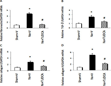 Fig. 4. Expression of inflammatory cytokines in the heart. mRNA expression of fibronectin (A), TGF-β (B), collagen I (C) and collagen IV (D) was detected by real-time PCR and normalized to expression of glyceraldehyde 3-phosphate dehydrogenase. Values are the mean ± SEM (n = 6). * P < 0.05, Sham+V vs. Nx+V group; # P < 0.05, Nx+V group vs. Nx+TUDCA group.