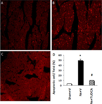 Fig. 5. TUNEL assay in all groups. (A) Sham+V group; (B) Nx+V group; (C) Nx+TUDCA group; (D) quantitative analysis of myocardial apoptosis in all groups. Apoptotic nuclei are stained red, and the TUNEL Index was calculated as the ratio of the number of TUNEL-positive cells divided by the total number of cells. Values are the mean ± SEM (n = 6). * P < 0.05, Sham+V vs. Nx+V group; # P < 0.05, Nx+V group vs. Nx+TUDCA group. Magnification × 400.