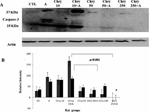 Fig. 5. (A) Western blot showing the apoptotic activity through the expression of Caspase-3 protein and the quantification of the Caspase-3 bands (37 KDa and 25 KDa) after their normalization to the house keeping protein. Actin was calculated as the average signal of four different blots. (B) Relative intensity of cleaved and uncleaved bands. Columns and vertical bars represent means ± SEM. CTL: control group; A: adenine treated group; Chry 10: 10 mg/kg chrysin treated group; Chry 10+A: 10 mg/kg chrysin with adenine; Chry 50: 50 mg/kg chrysin treated group; Chry 50+A: 50 mg/kg chrysin with adenine; Chry 250: 250 mg/kg chrysin treated group; Chry 250+A: 250 mg/kg chrysin with adenine.